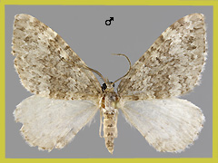 C. kollariaria