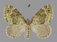 C. olivata