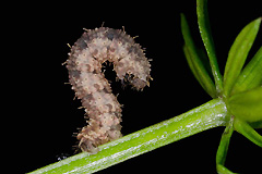 C. olivata