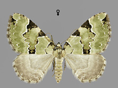 C. pectinataria