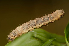 C. pectinataria