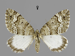 C. turbata
