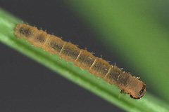 C. turbata