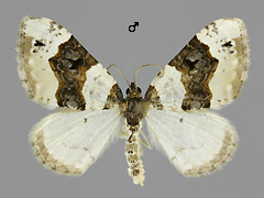 C. ocellata