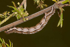 C. ocellata
