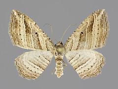 C. polygrammataa