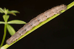 C. polygrammata