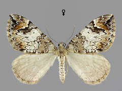 D. citratum
