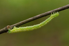 D. citratum