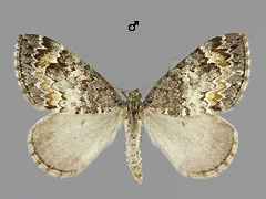 D. infuscatum