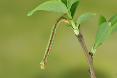 D. infuscatum