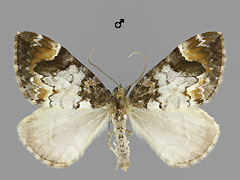 D. latefasciatum 