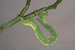 D. latefasciatum 
