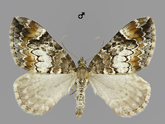 D. truncatum