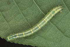 D. truncatum