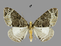 E. capitata