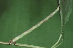 E. capitata