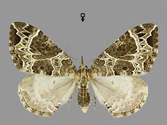 E. silaceata
