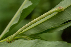 E. silaceata
