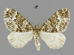 E. corylata
