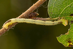 E. corylata