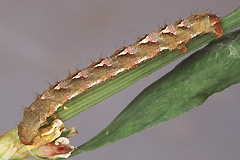 E. byssata
