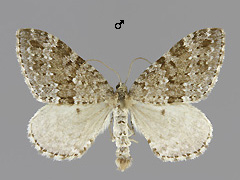 E. caesiata