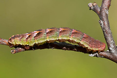 E. caesiata