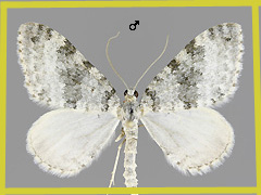 E. cyanata