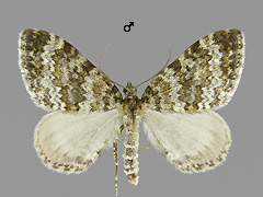 E. flavicinctata