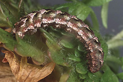 E. flavicinctata