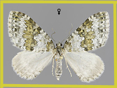 E. infidaria