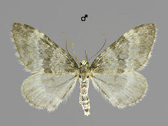 E. nobiliaria