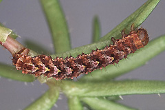 E. nobiliaria