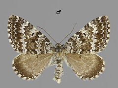 E. polata