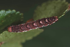 E. polata
