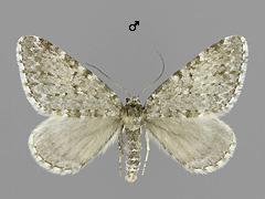 E. byssata