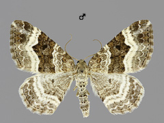 E. alternata
