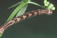E. alternata