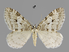E. autumnata