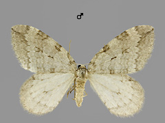 E. christyi