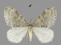 E. dilutata