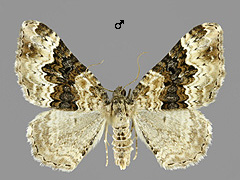E. galiata