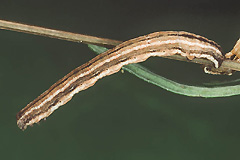 E. galiata