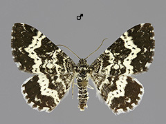 E. hastulata