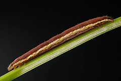 E. hastulata