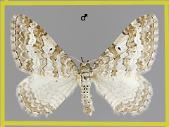 E. molluginata