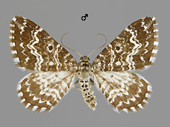 E. pupillata