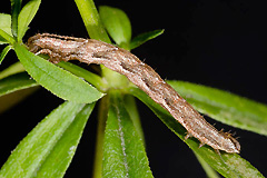E. pupillata