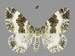 E. rivata 